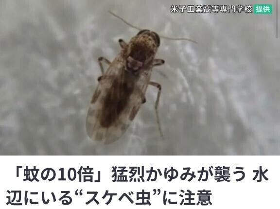 『すけべ虫ww』