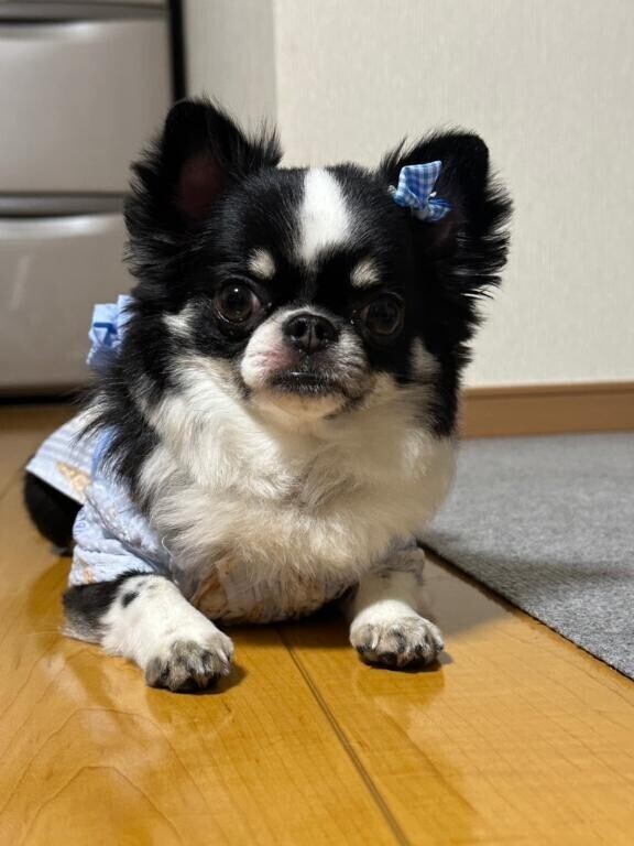 ?です！?