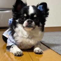 ?です！?