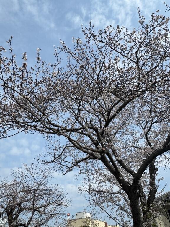 ??桜見れたけど…???