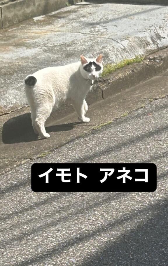 イモトア〇コ????? 
