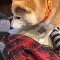 ありがとう?