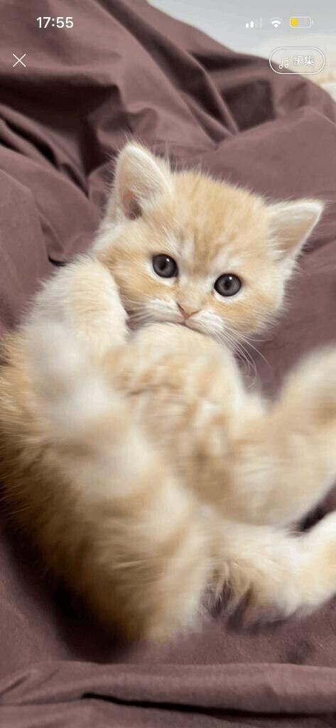 明ひとつ高さはいたしましょ　?