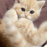 明ひとつ高さはいたしましょ　?