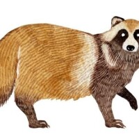 ????動くGIF????『ムジナキャッチャー』?3/20-9:00-本指名