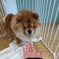 みるちゃん(プレミア姫)