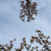 しゅっきーん???