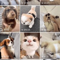 癒しを求めてるのかしら?