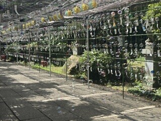 なおです