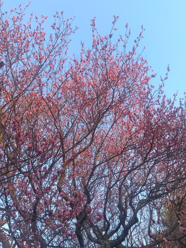 来週出勤します