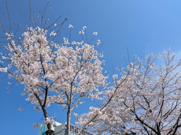 こんばんは