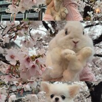 岸かおり