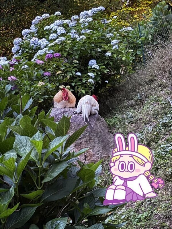 雨引観音行きました