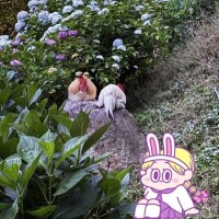 ほな