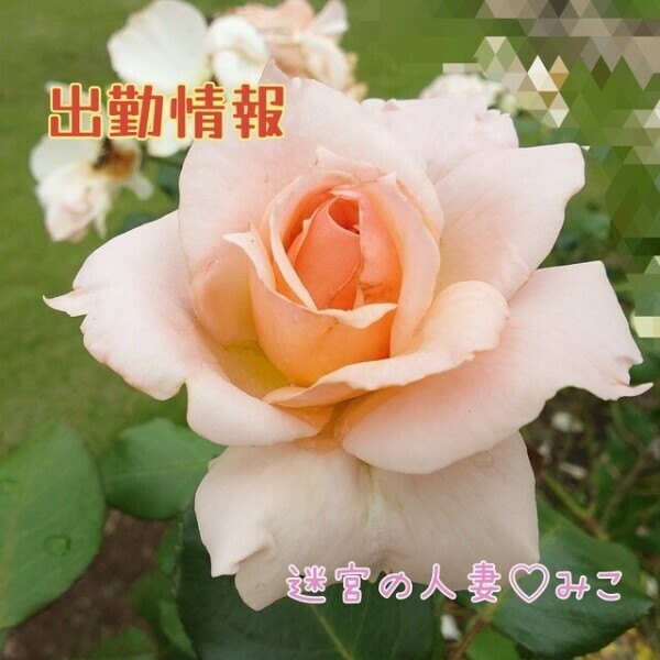 7月の出勤