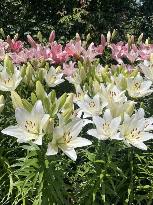 おーはよっ