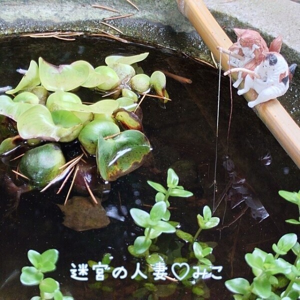 暑くてとろける