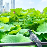 あき