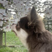 のえる