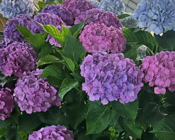 🐌紫陽花の花言葉🐸今日は梅雨の晴れ間ですね☀️