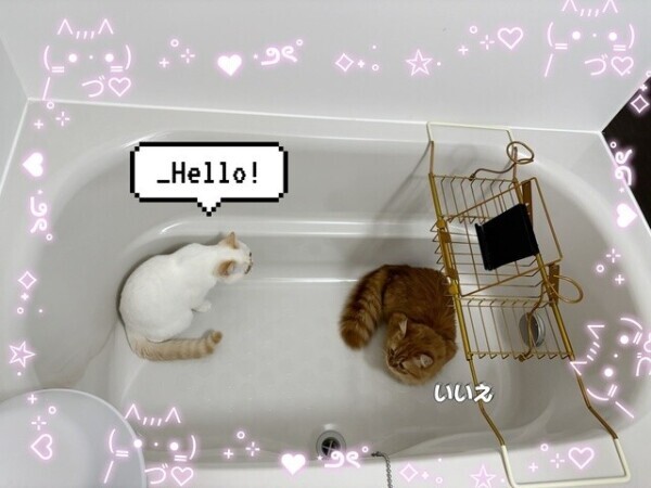 猫端会議🐈‍⬛🩷