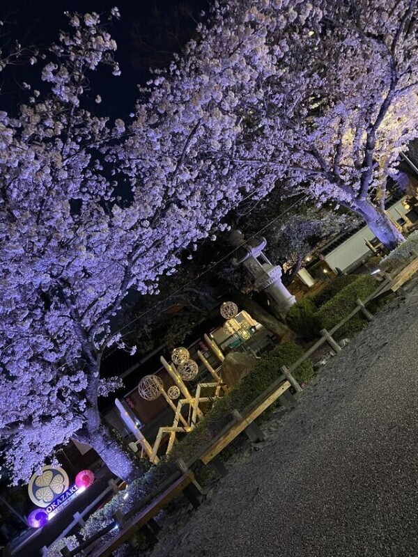 🌸綺麗な桜🌸