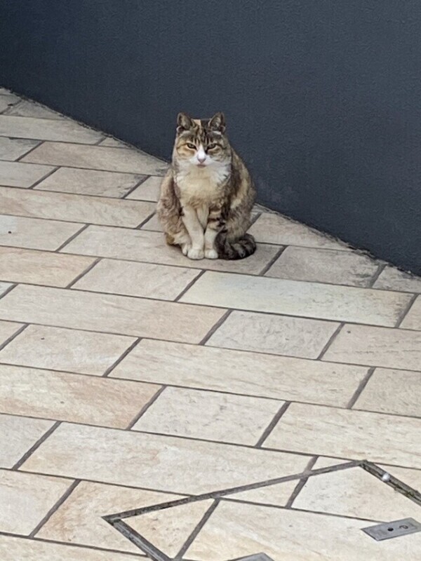 最近見かける🐈🐾