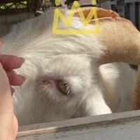 ほな