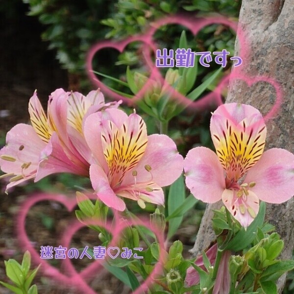 お久しぶりですよー