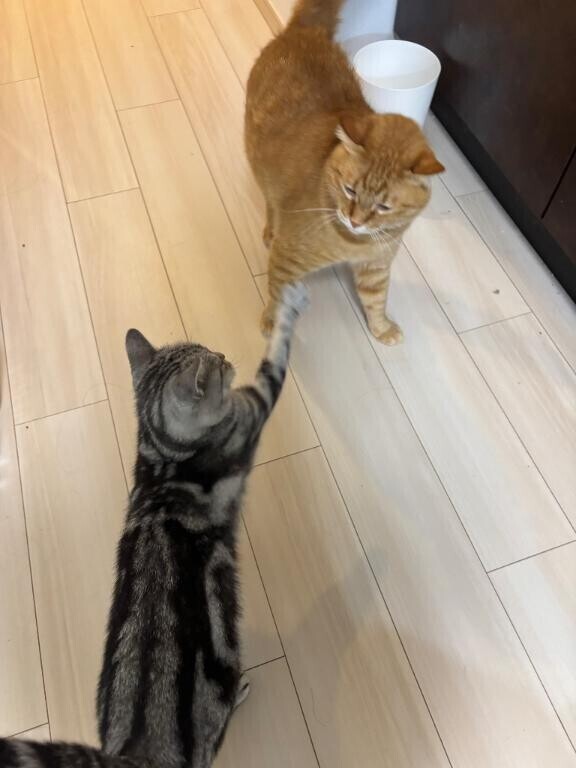 ?ありがとう?