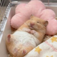 みすず
