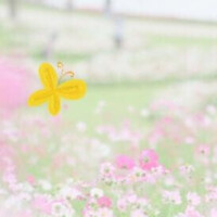 りえ