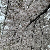 ちはる