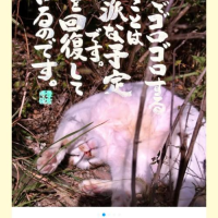 卯月