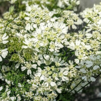 ♡つぐみのひとりごと♡