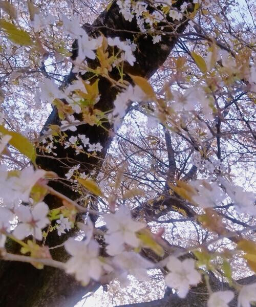 こんにちわ(*´∀`*)ﾉ