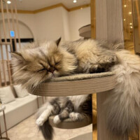 イベント日にゃんん🎶