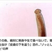 ☆何に見えた…？☆