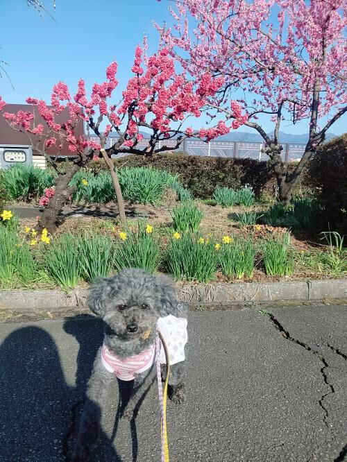 ☆お花見☆