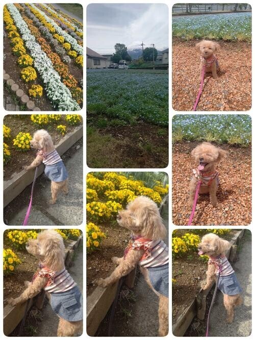 ☆パルとお花☆
