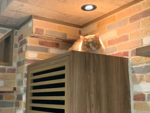 ほのかの日常とお知らせ🐈⸒⸒⸒⸒
