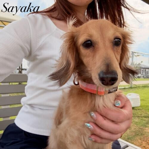 🌼ワンday🐶🐾🌼
