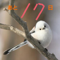 残17日☆