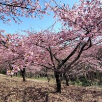 ☆お花見登山☆