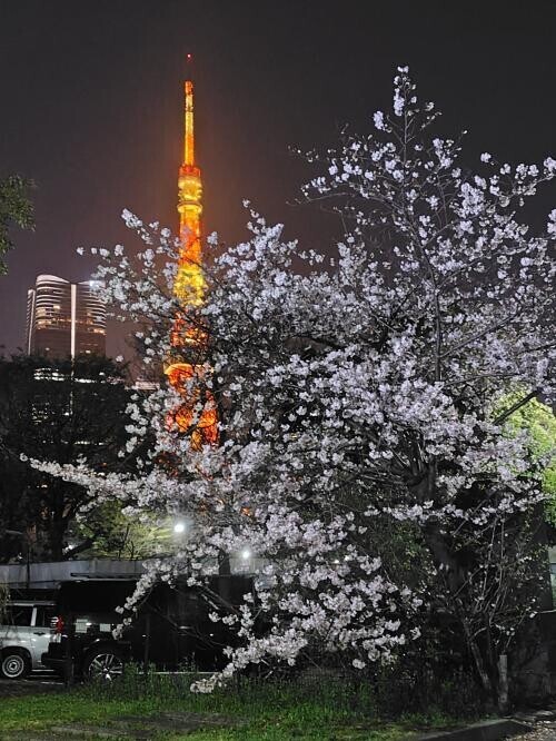 ☆お花見☆