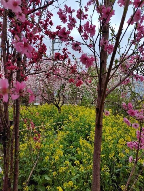 ☆桃の花☆