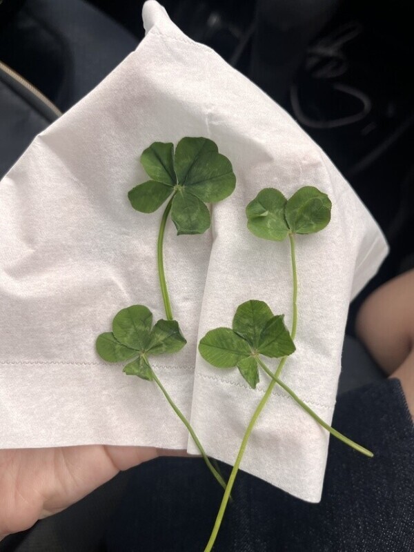 こんばんわ🐶🍀