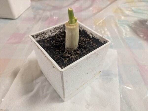 うちの観葉兼食用植物🌱
