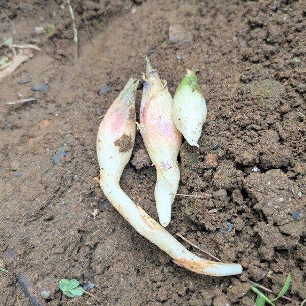 みょうが🌱
