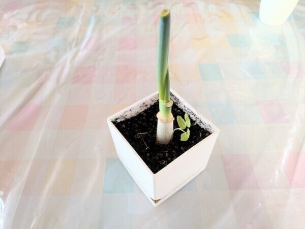 NEGI🌱(っ ॑꒳ ॑c)
